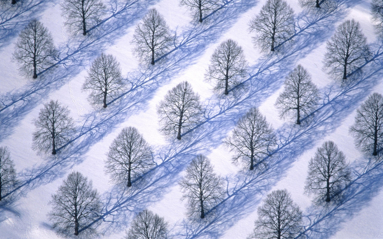 http://www.zastavki.com/pictures/1280x800/2010/Winter_wallpapers_Winter_trees_019335_.jpg