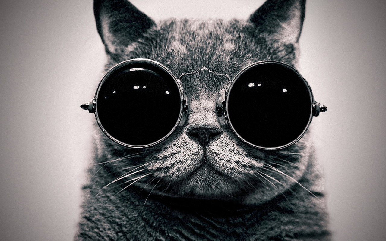 Cat in the glasses