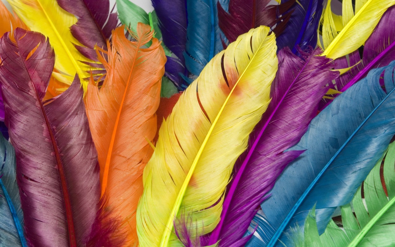Feathers in colour