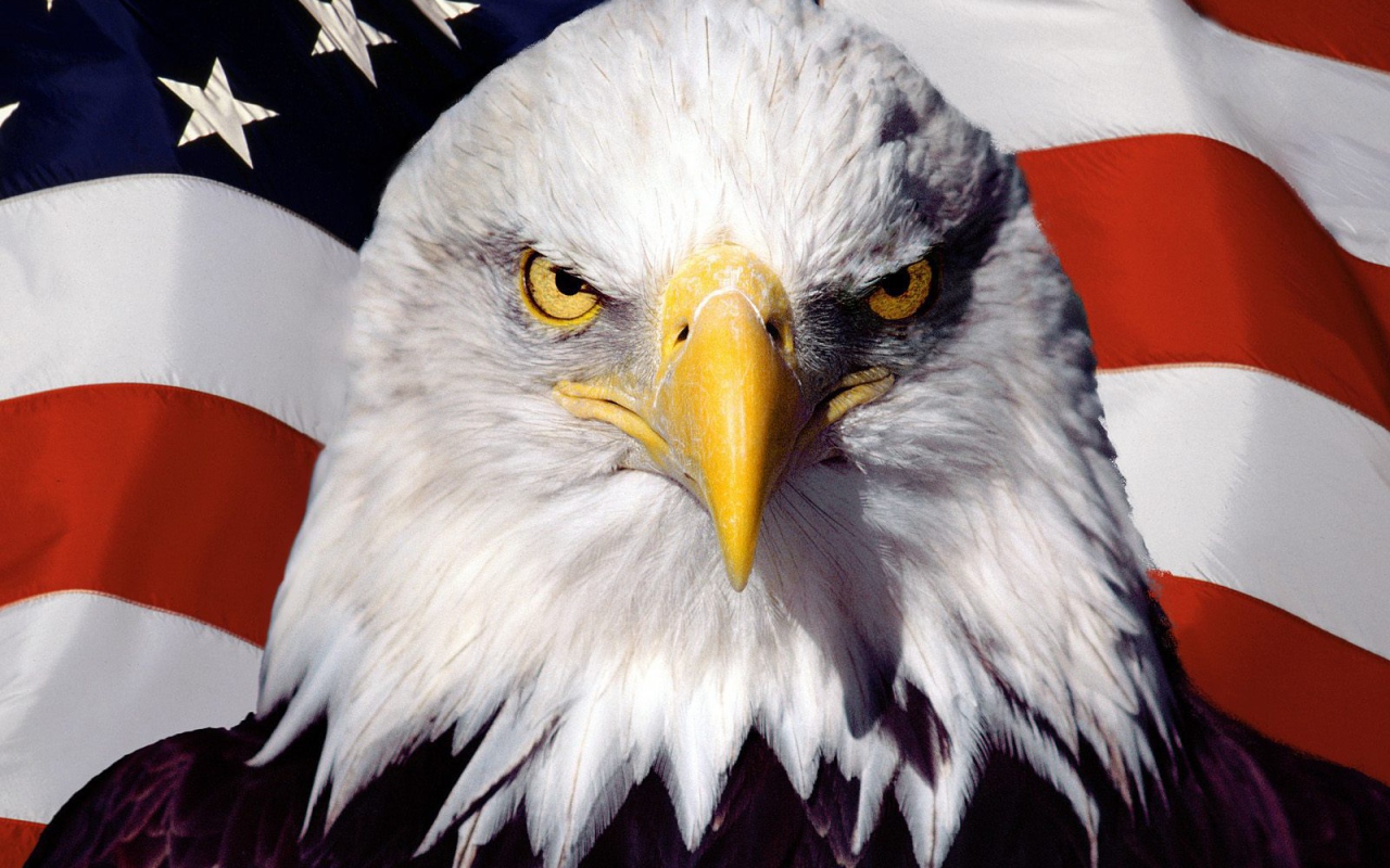 Орел на фоне американского флага