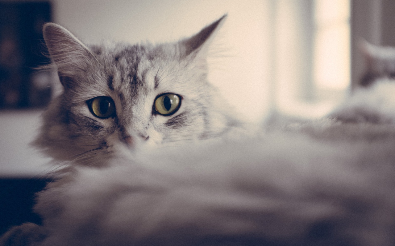 Большие глаза серого кота