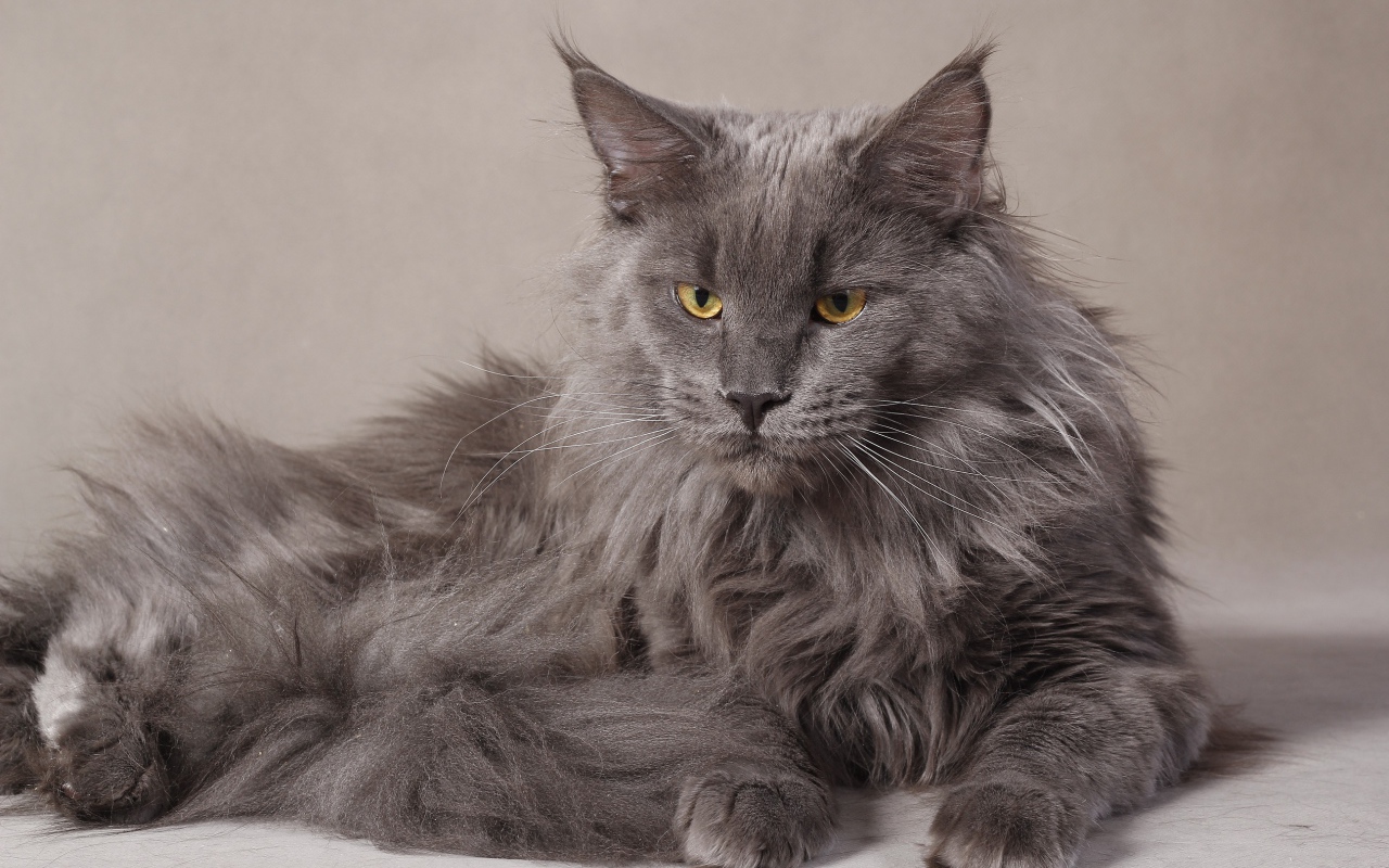 Серый серьёзный кот мейн-кун