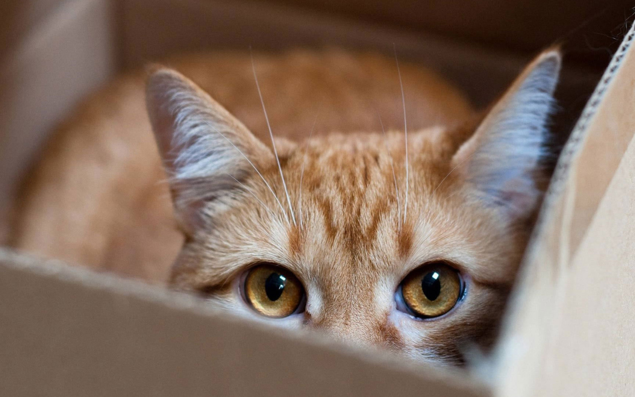 Рыжий кот прячется в коробке