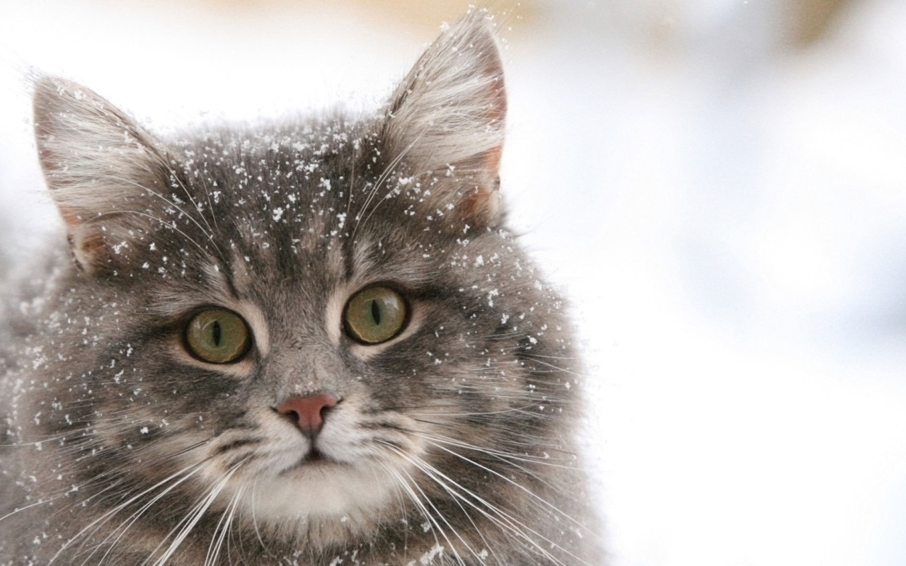 Сибирский кот в снегу