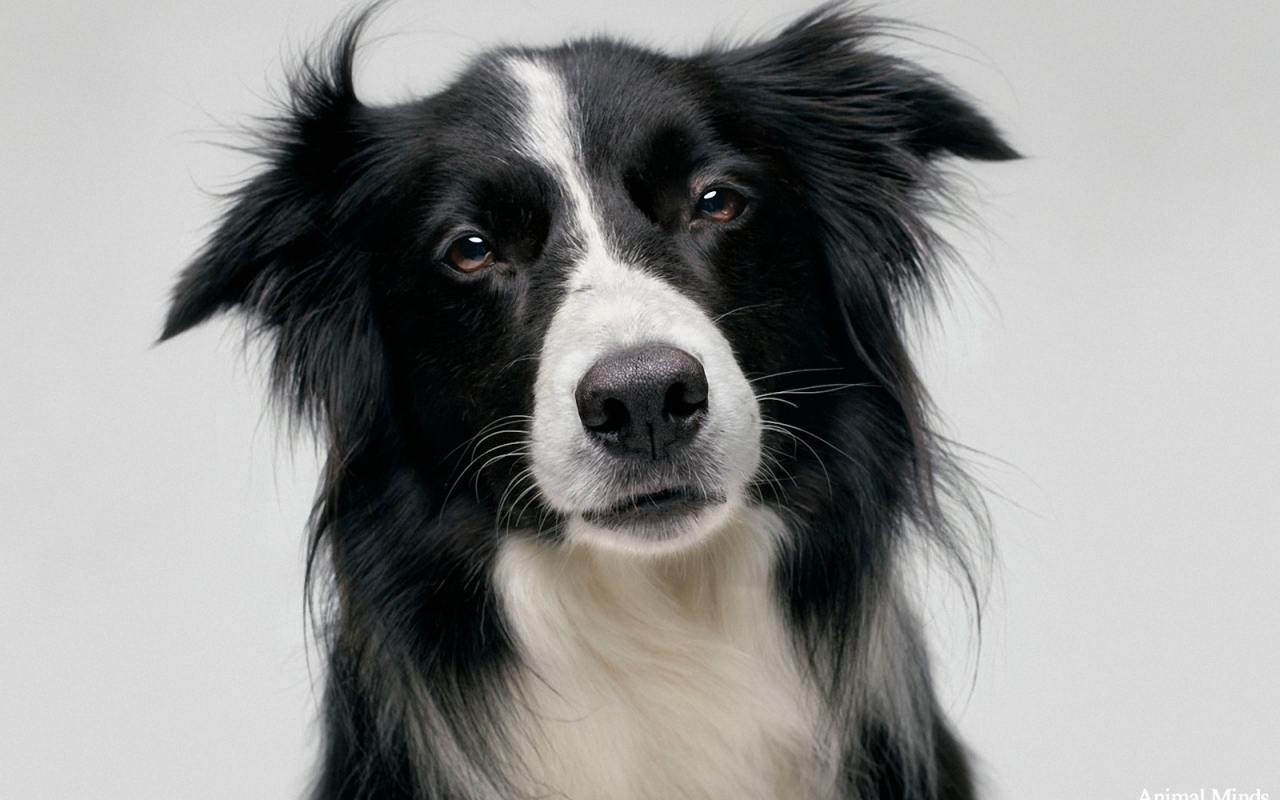 Portrait of a beautiful Border Collie on a gray background