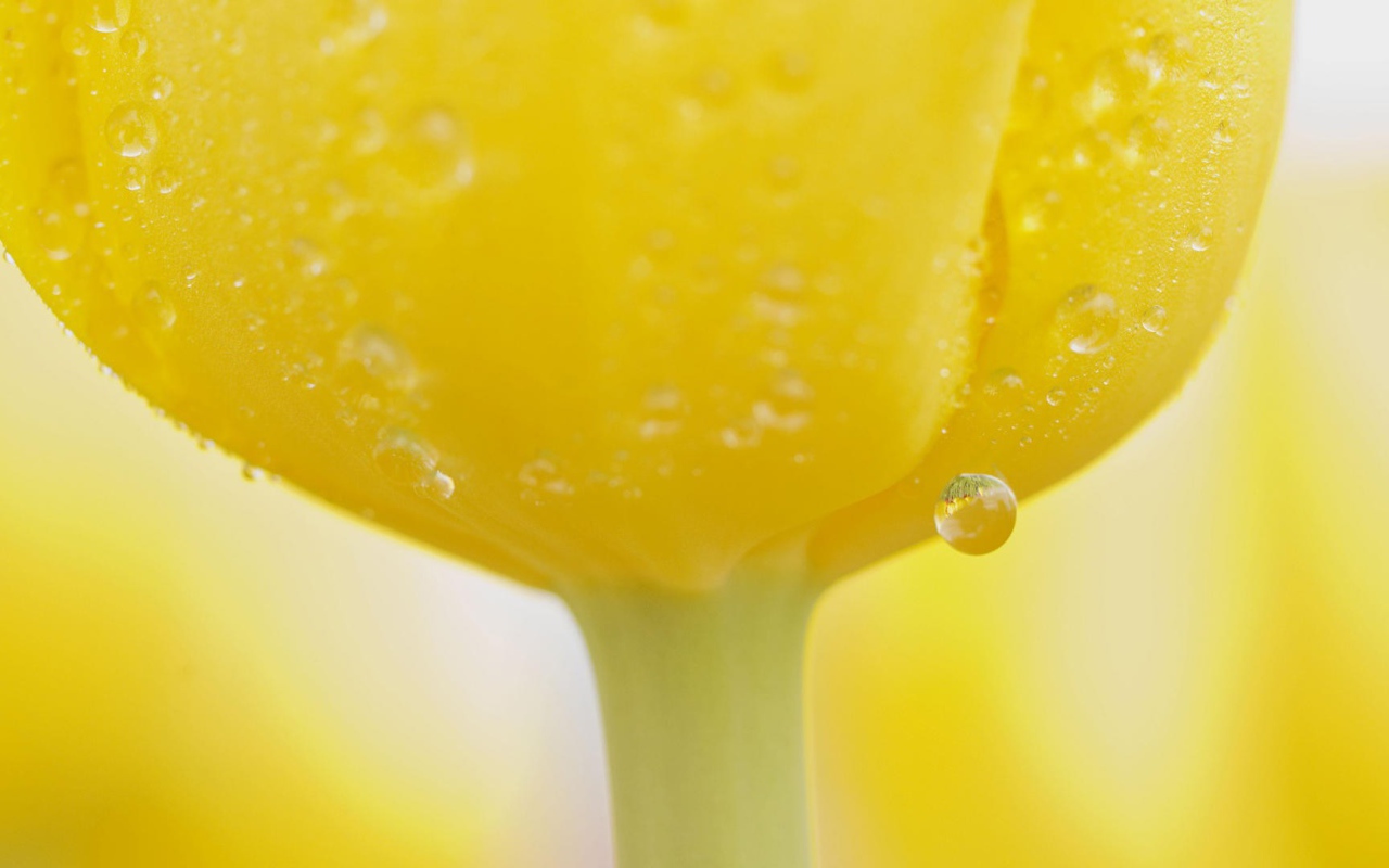 Капли воды на желтом тюльпане