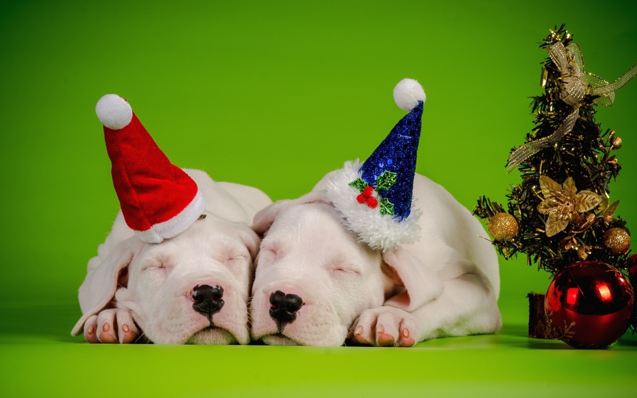Два новогодних щенка 