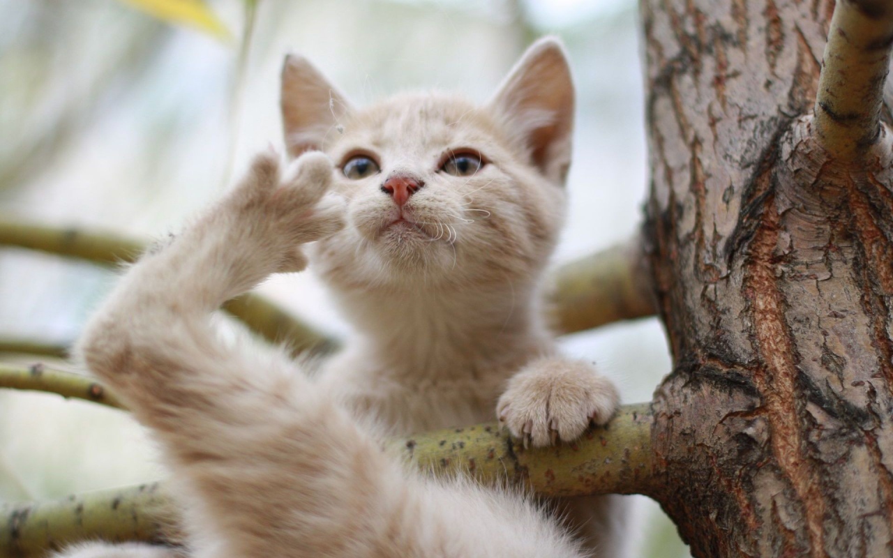 Кот на ветке дерева