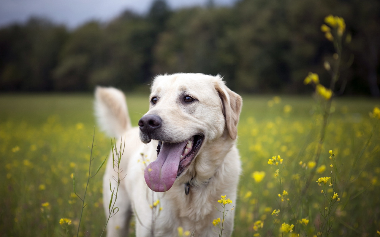 	   A dog on a summer field