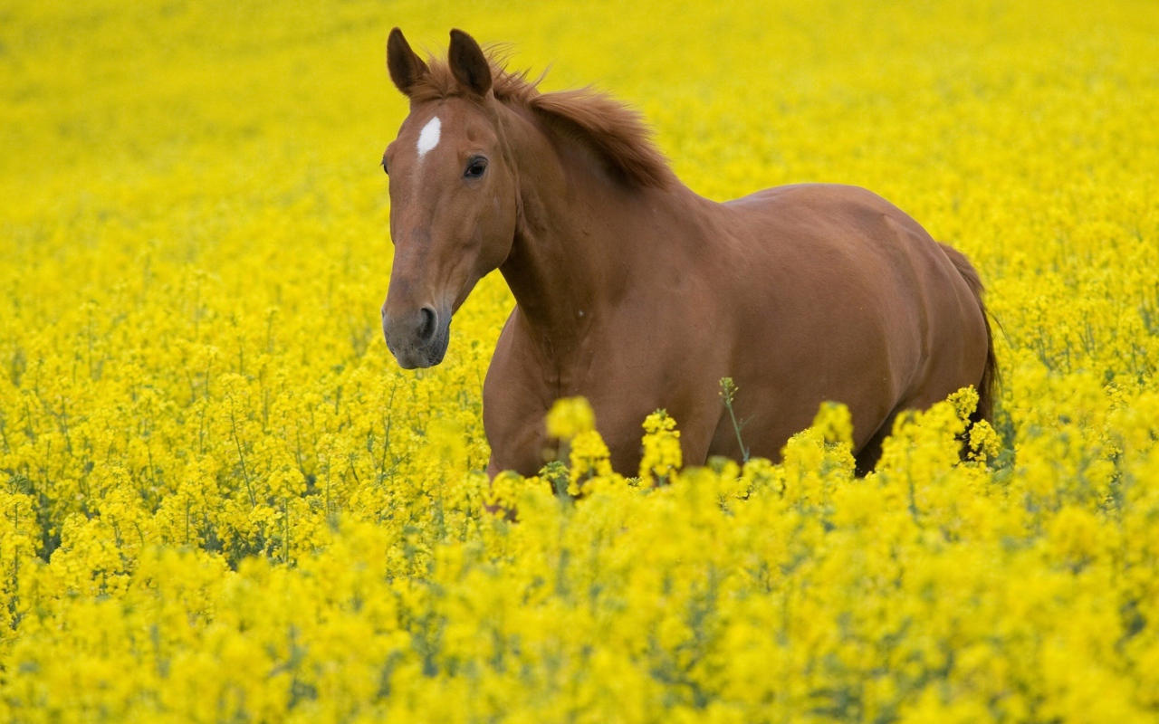 The horse in yellow colours