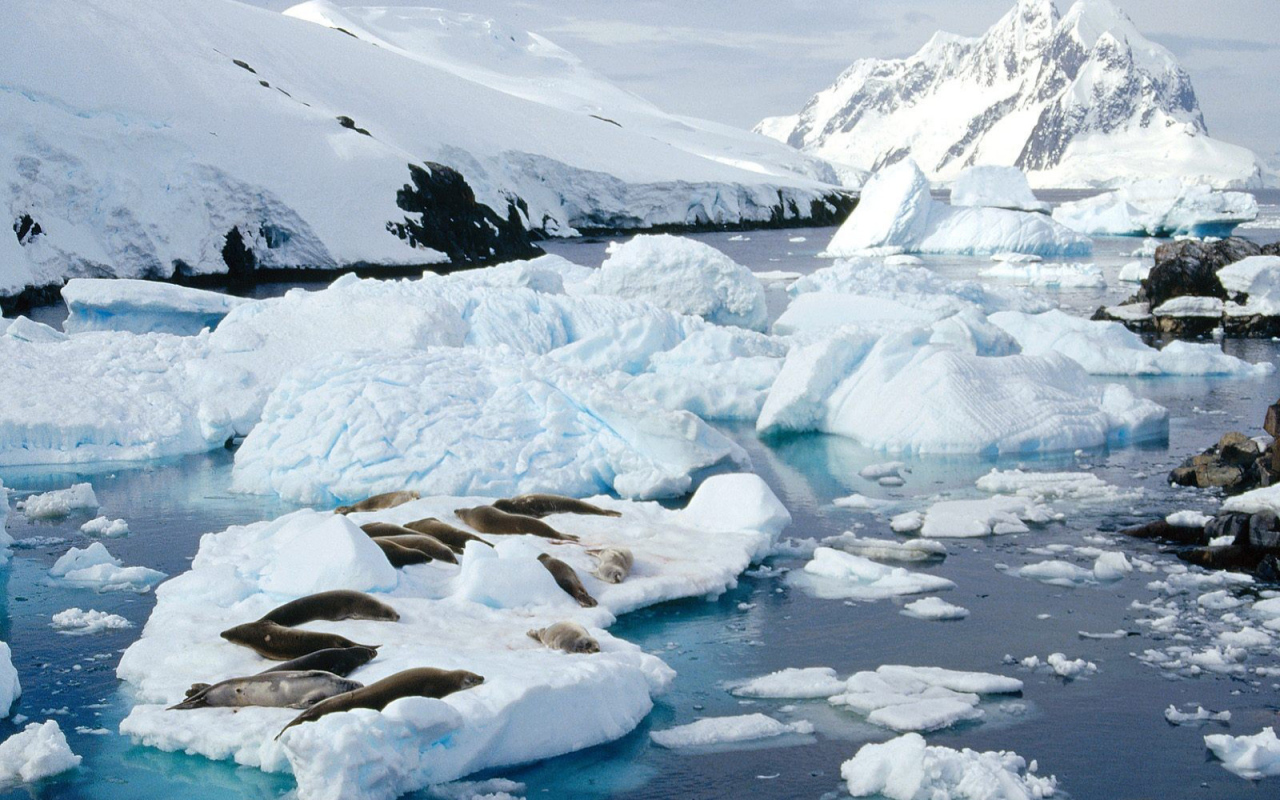Тюлени лежат на льдине