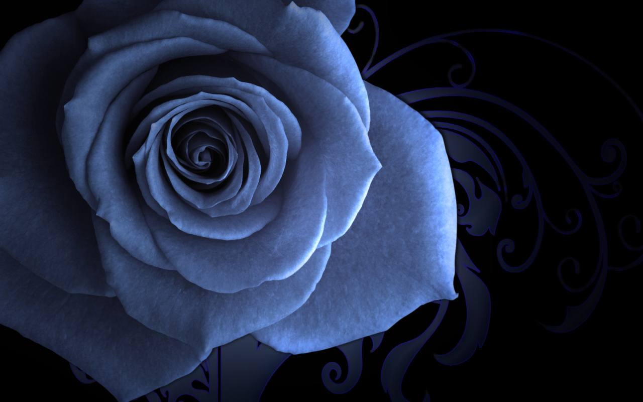Blue rose on a beautiful background