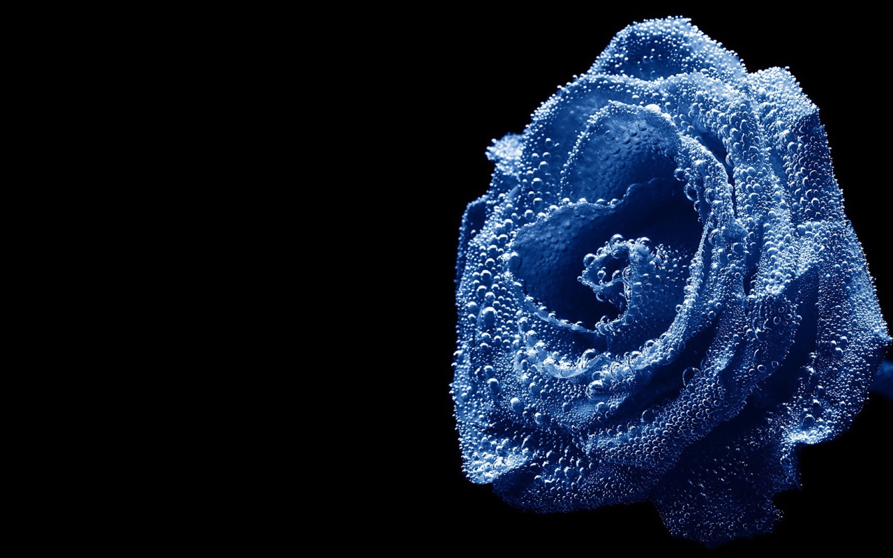Синяя роза, погруженная в воду