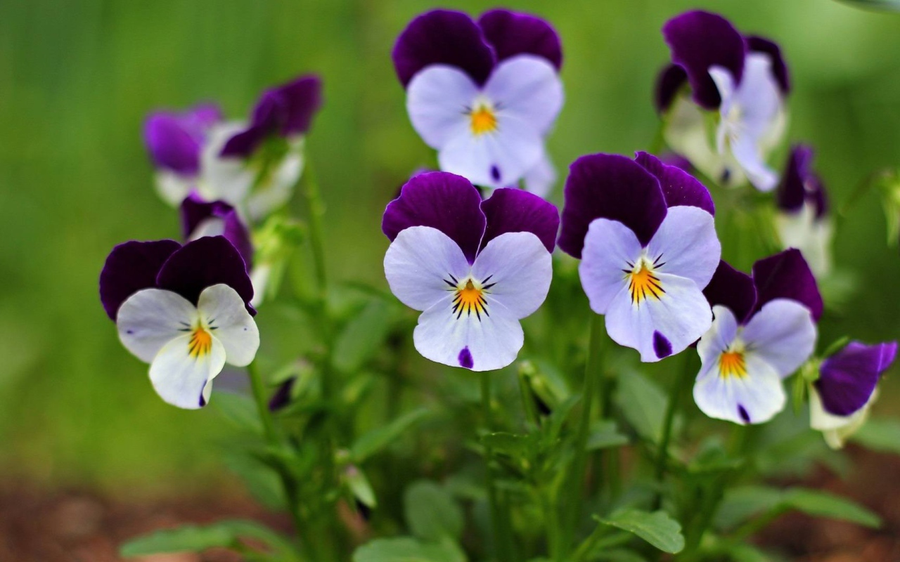 Nature___Flowers_Small_beautiful_flowers