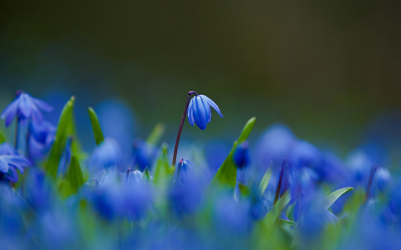 Цветы синие пролески