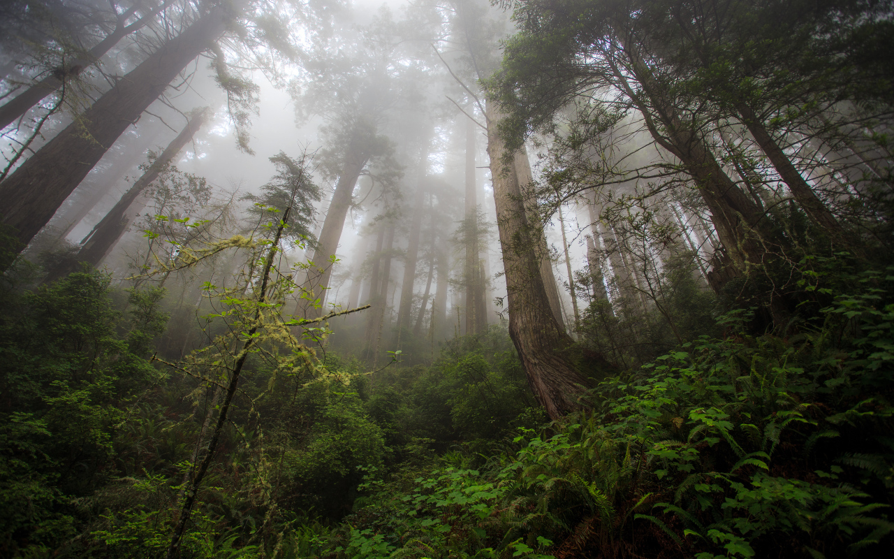 Красивый лес в тумане