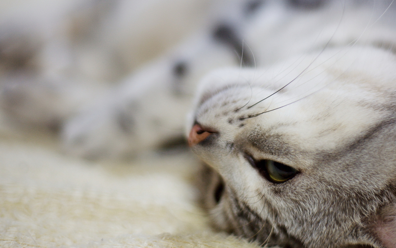 Кот нежится на ковре