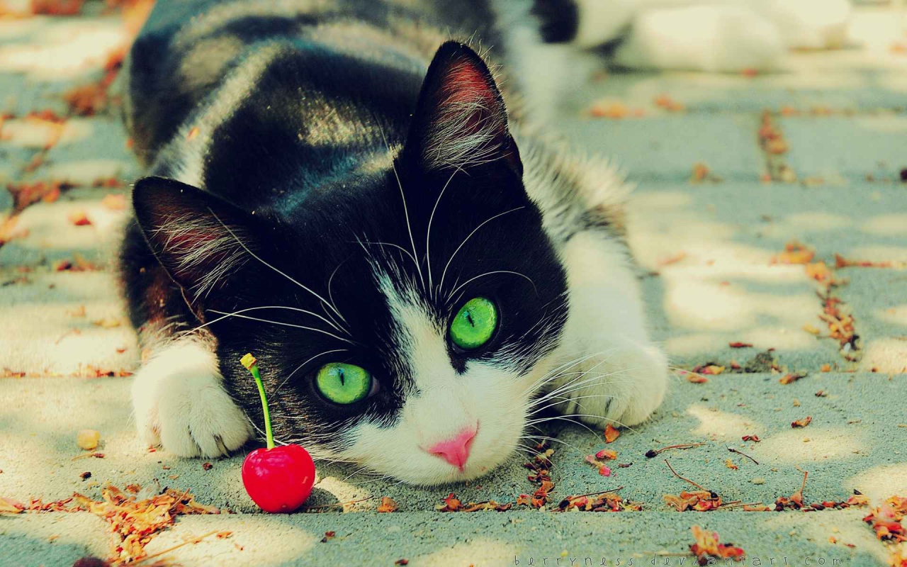 Зеленоглазый кот смотрит на вишню