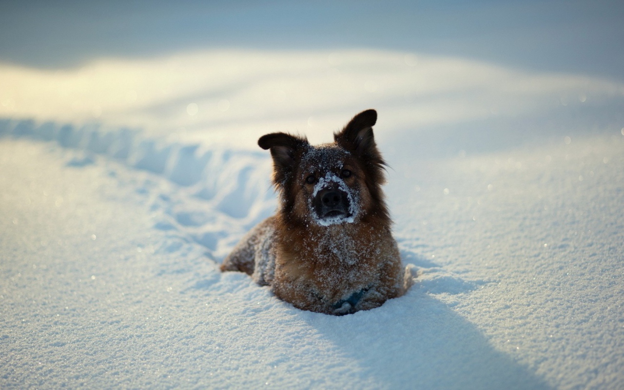Собака зарылась в снег по грудь