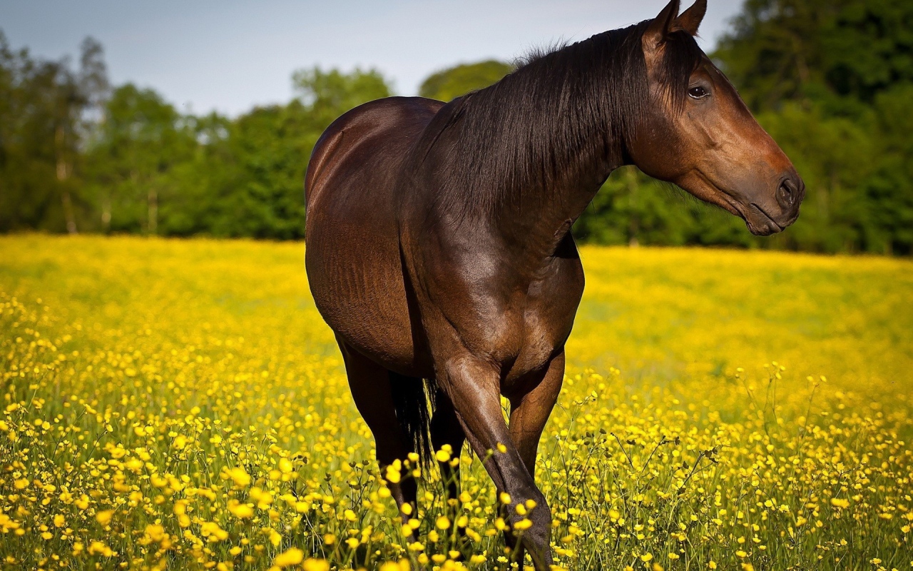 Конь резвится на желтом поле
