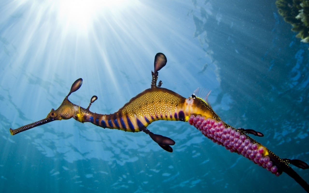 Seahorse with pink caviar