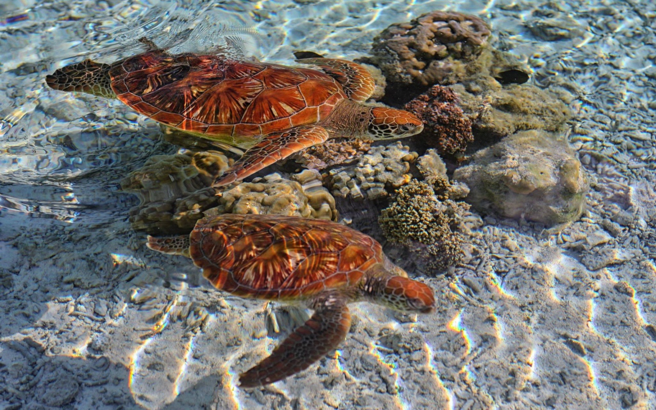 Черепахи в кристально чистой воде