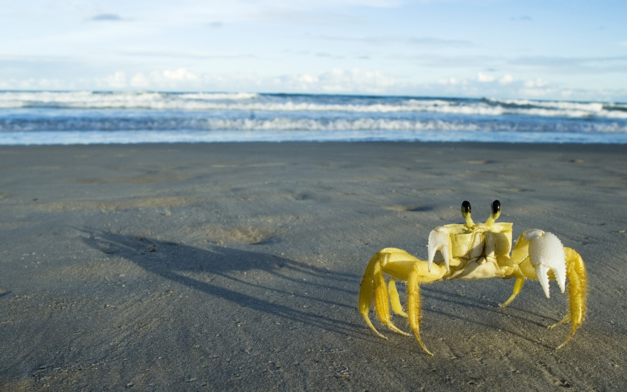 Желтый краб на пляже