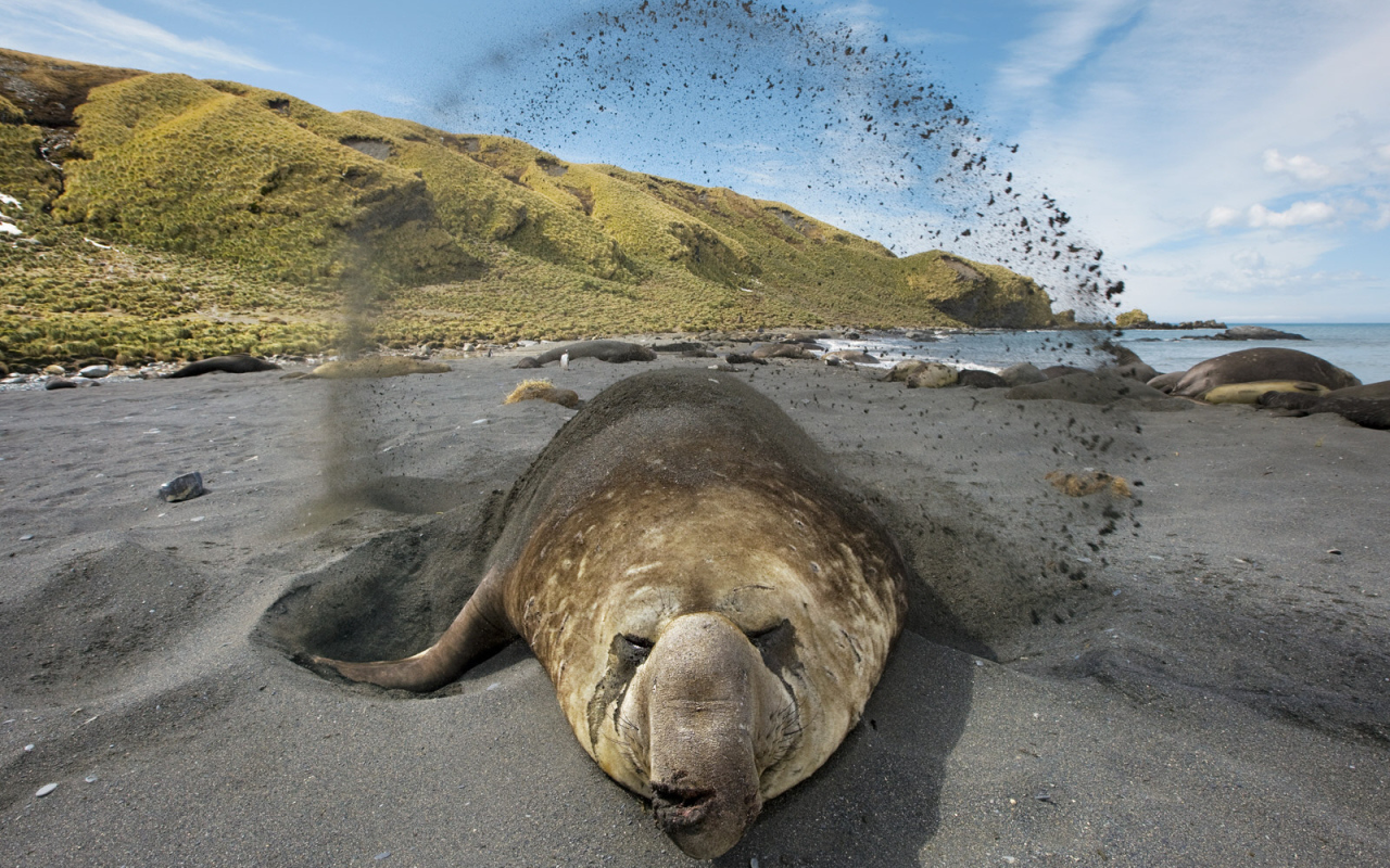 Животное закапывается в песок