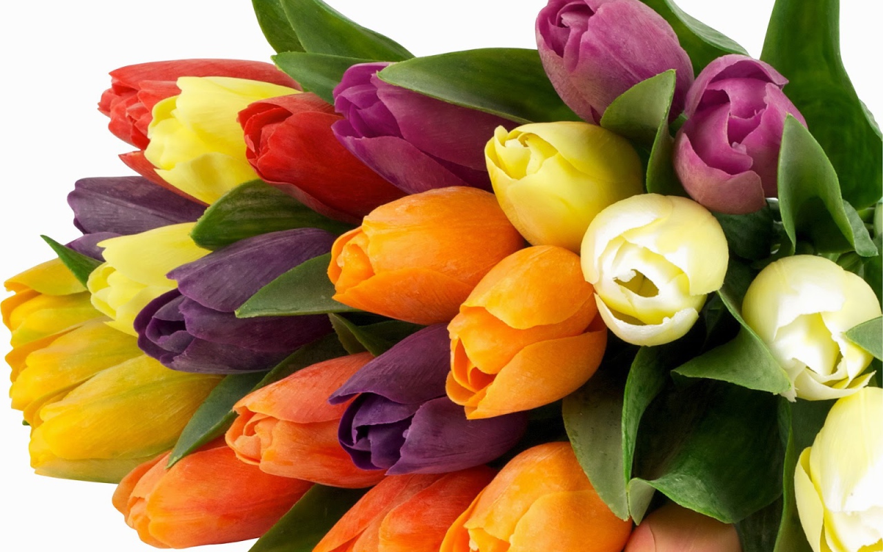 Букет из разноцветных тюльпанов на 8 марта