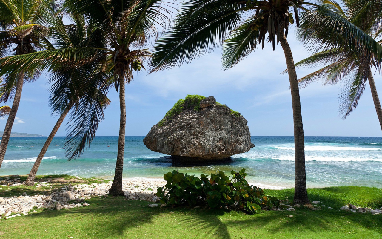 Пальмы на фоне большого камня у берега