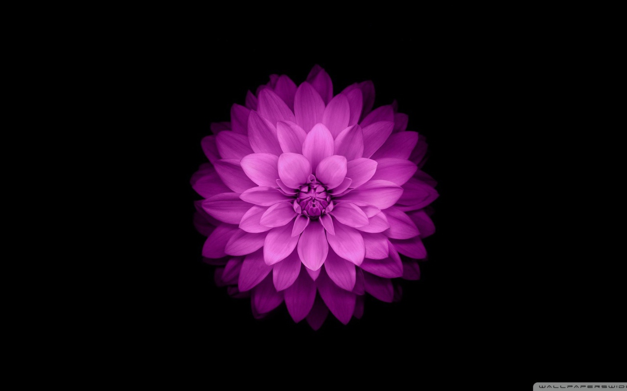 Blossomed lilac flower on a black background