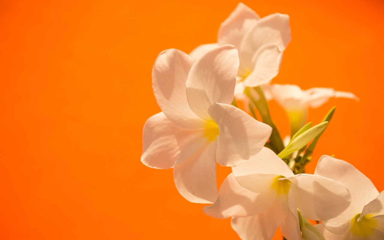 Нежные белые цветы на оранжевом фоне