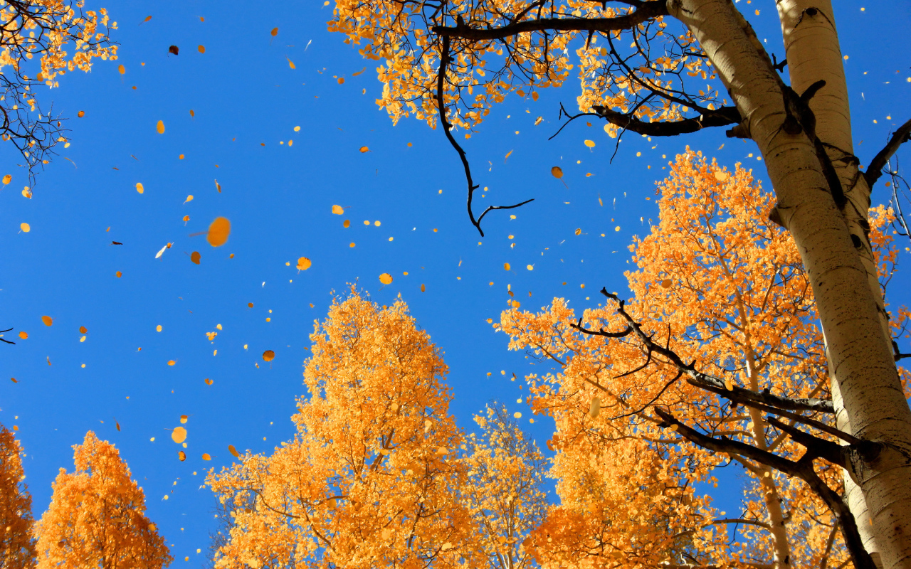 Autumn leaves against blue sky