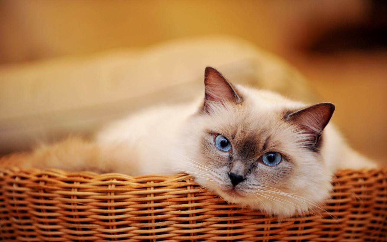 Голубоглазый красивый кот лежит в плетеной корзине