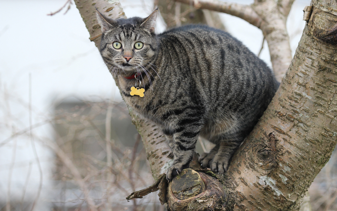 Испуганный серый кот сидит на дереве