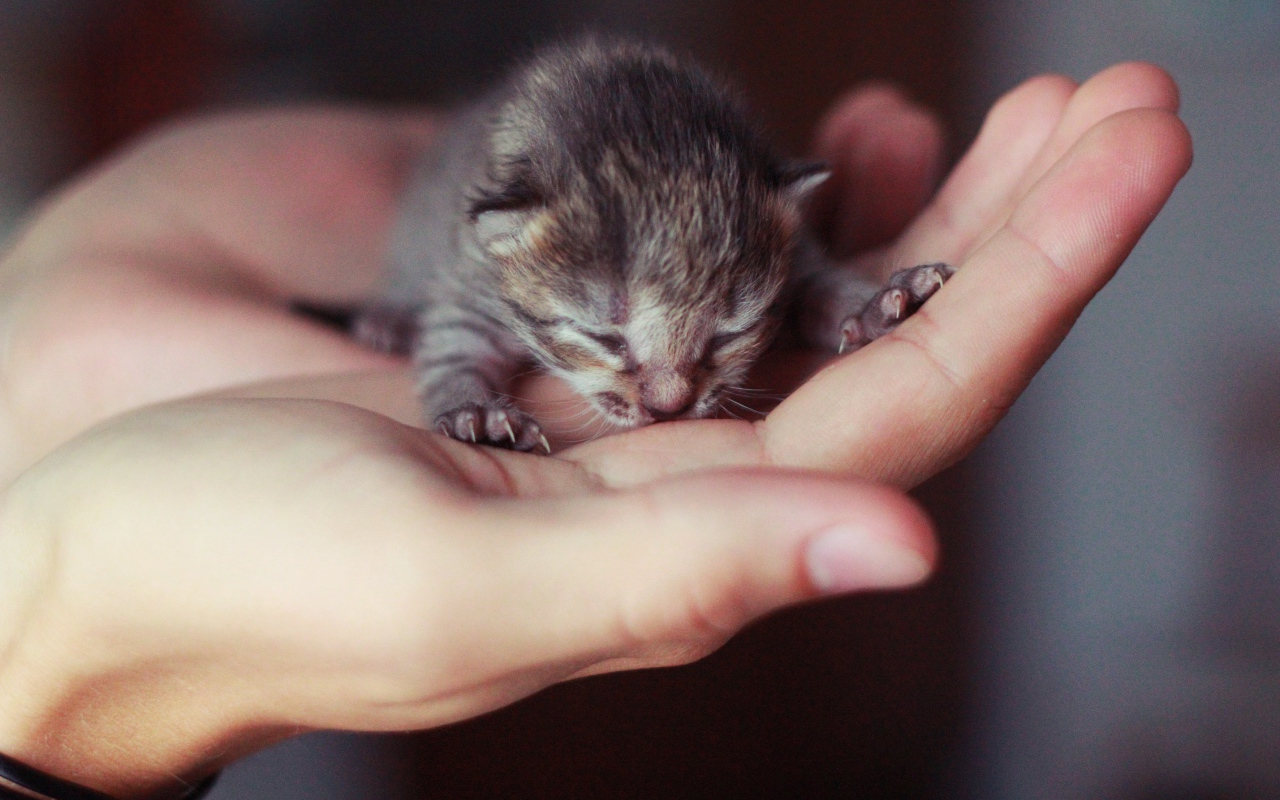 A small gray blind kitten on the palms