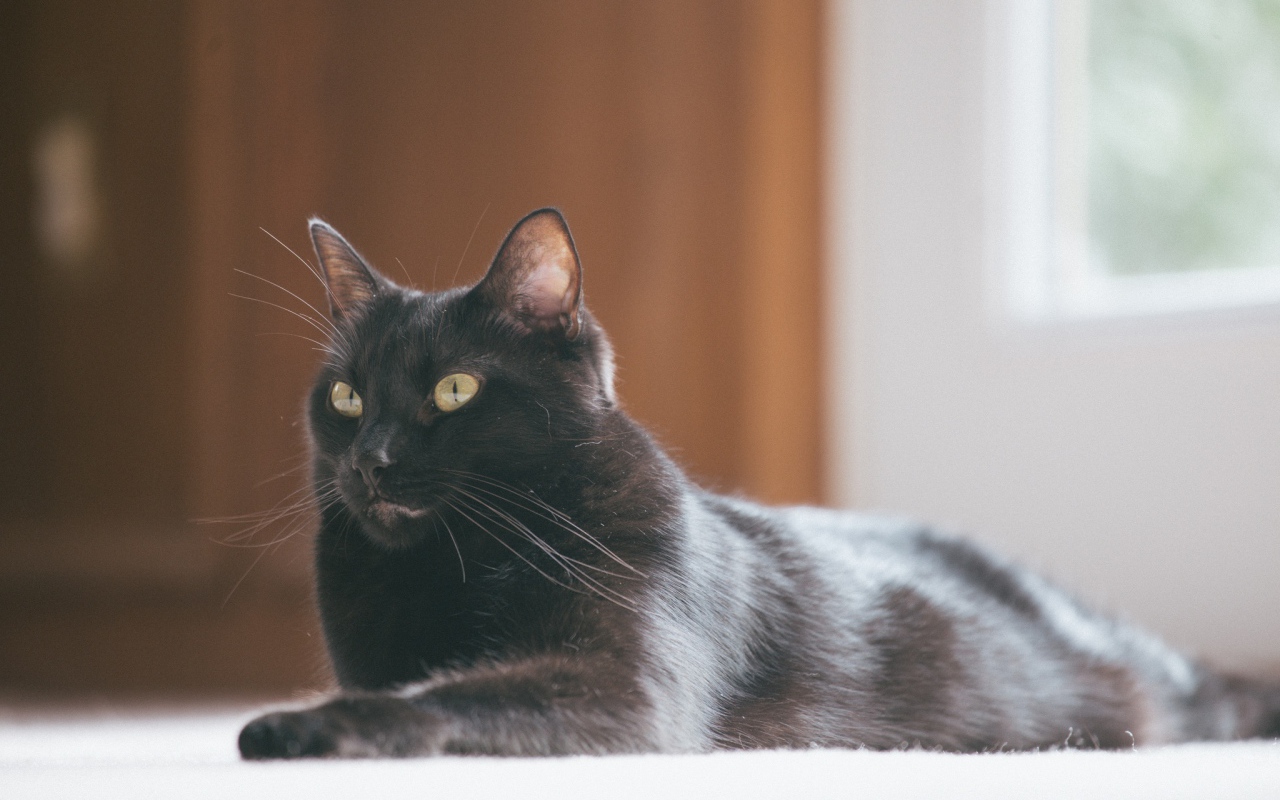 Красивый черный кот с блестящей шерстью
