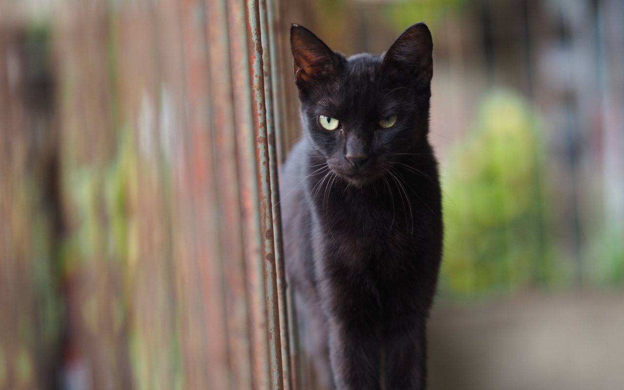 Недовольный взгляд черного кота