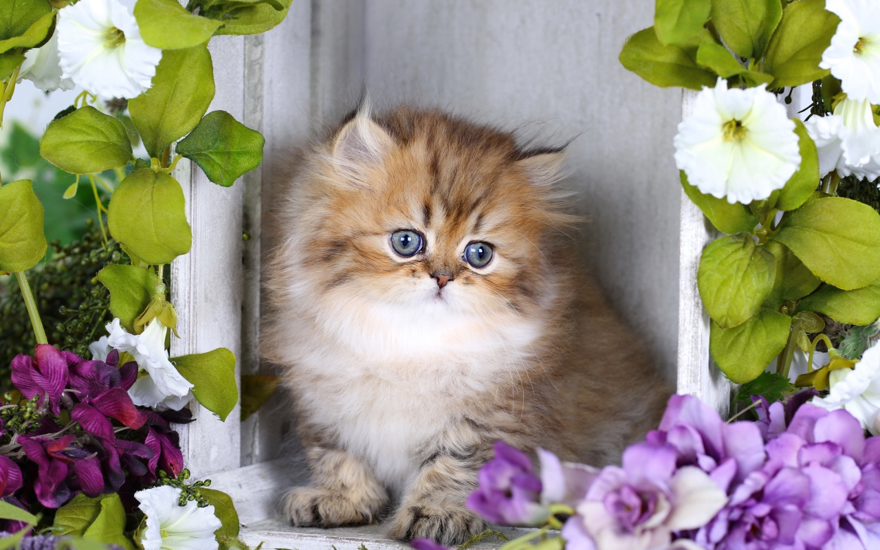 Забавный пушистый котенок с цветами