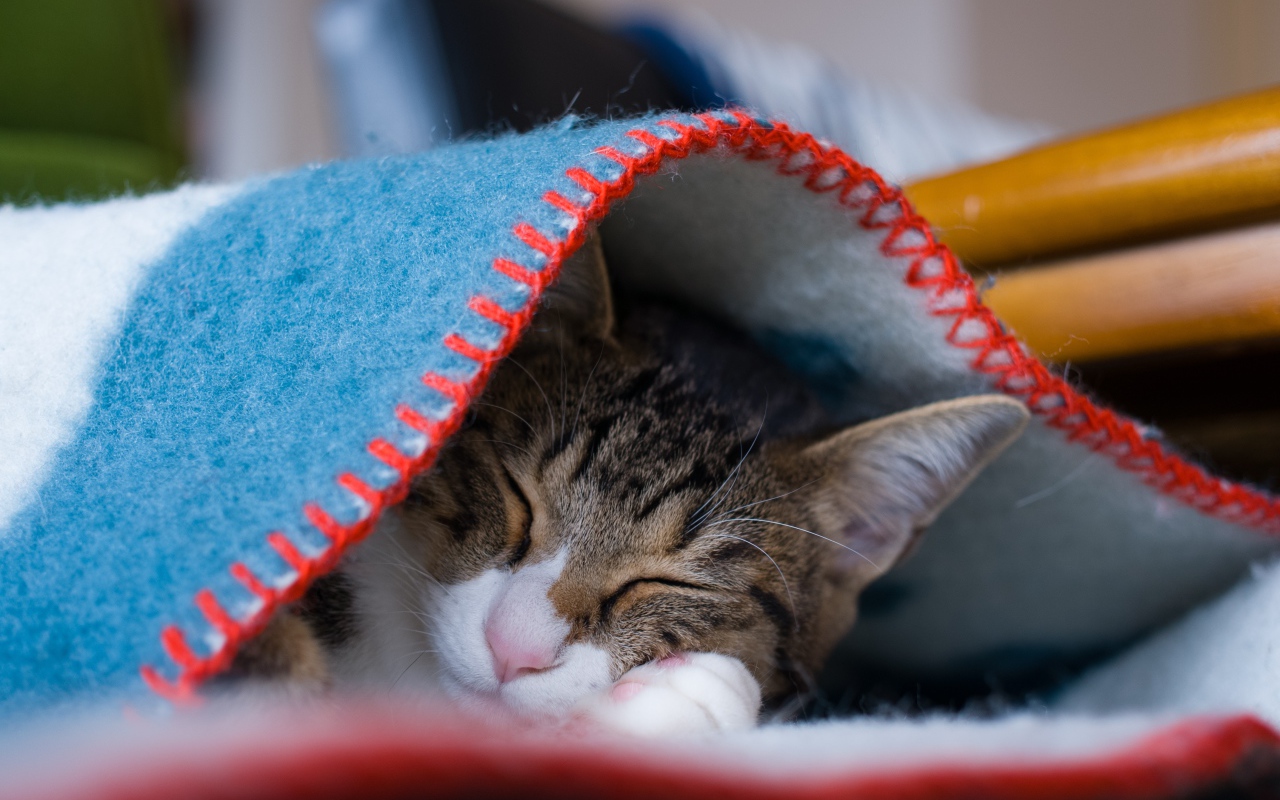 Серый кот спит под теплым одеялом