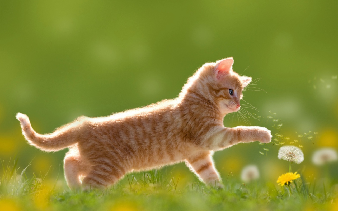 Маленький рыжий котенок с цветами одуванчика на зеленой траве