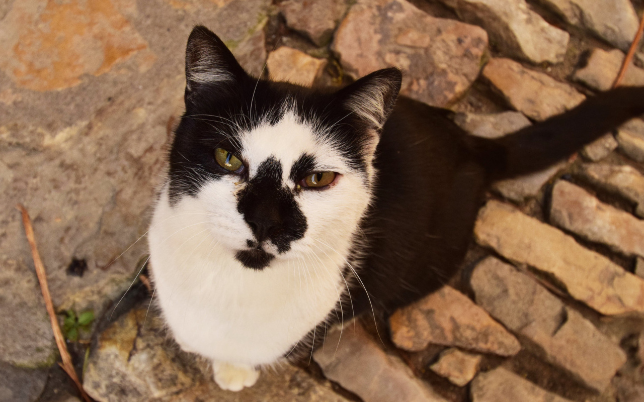 Серьезный взгляд черно белого кота