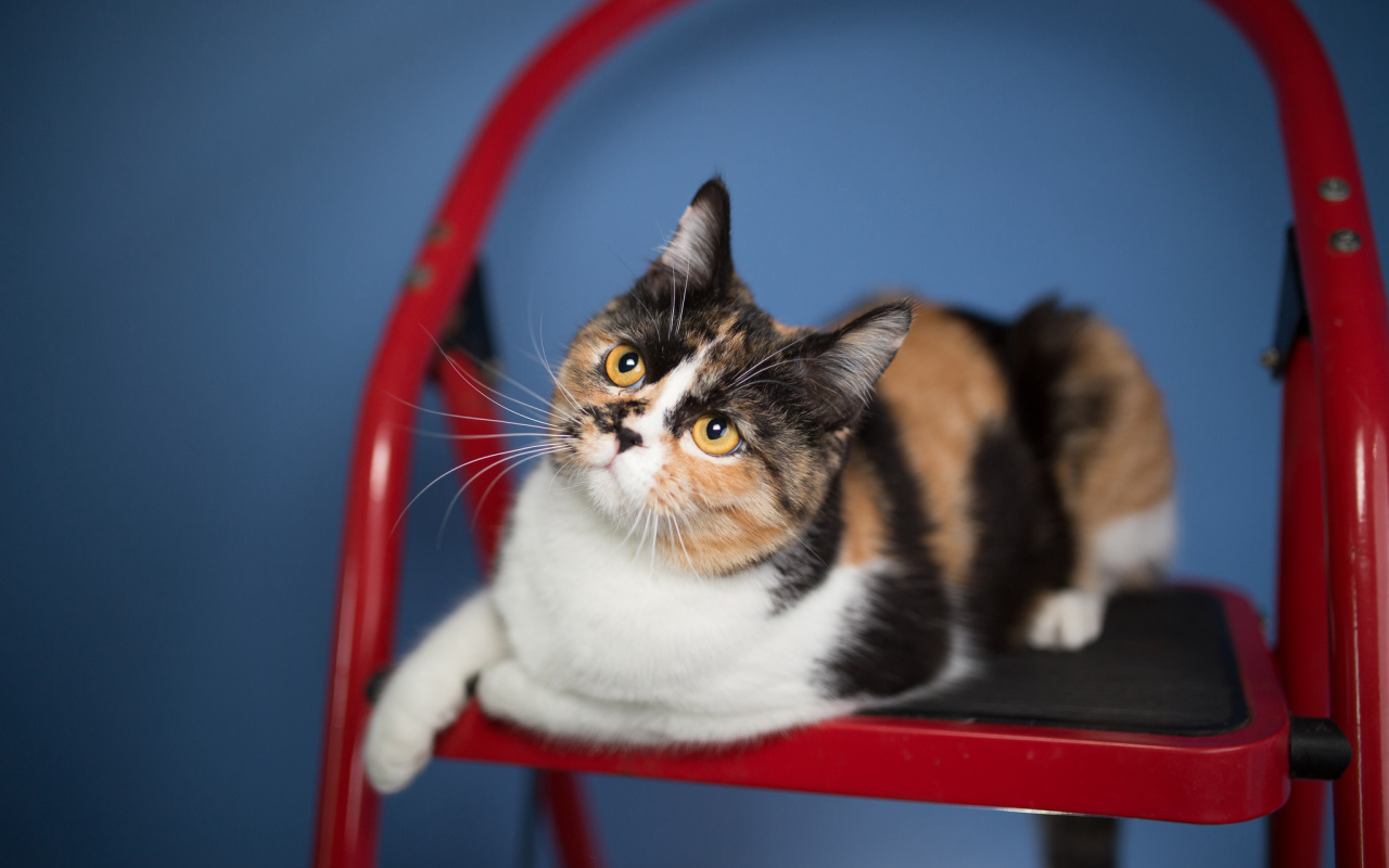 Трехцветная забавная кошка сидит на красном стуле