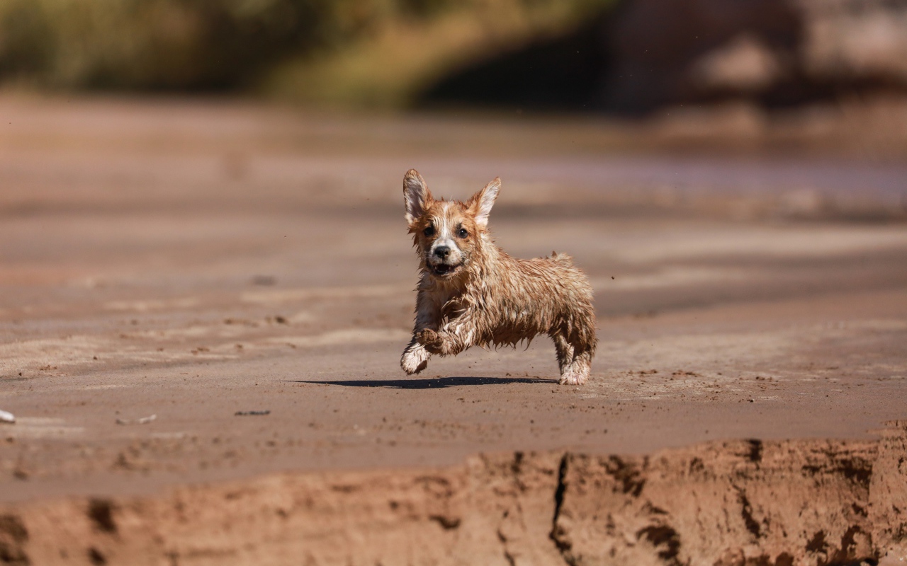 A wet welsh corgi puppy is running along the sand