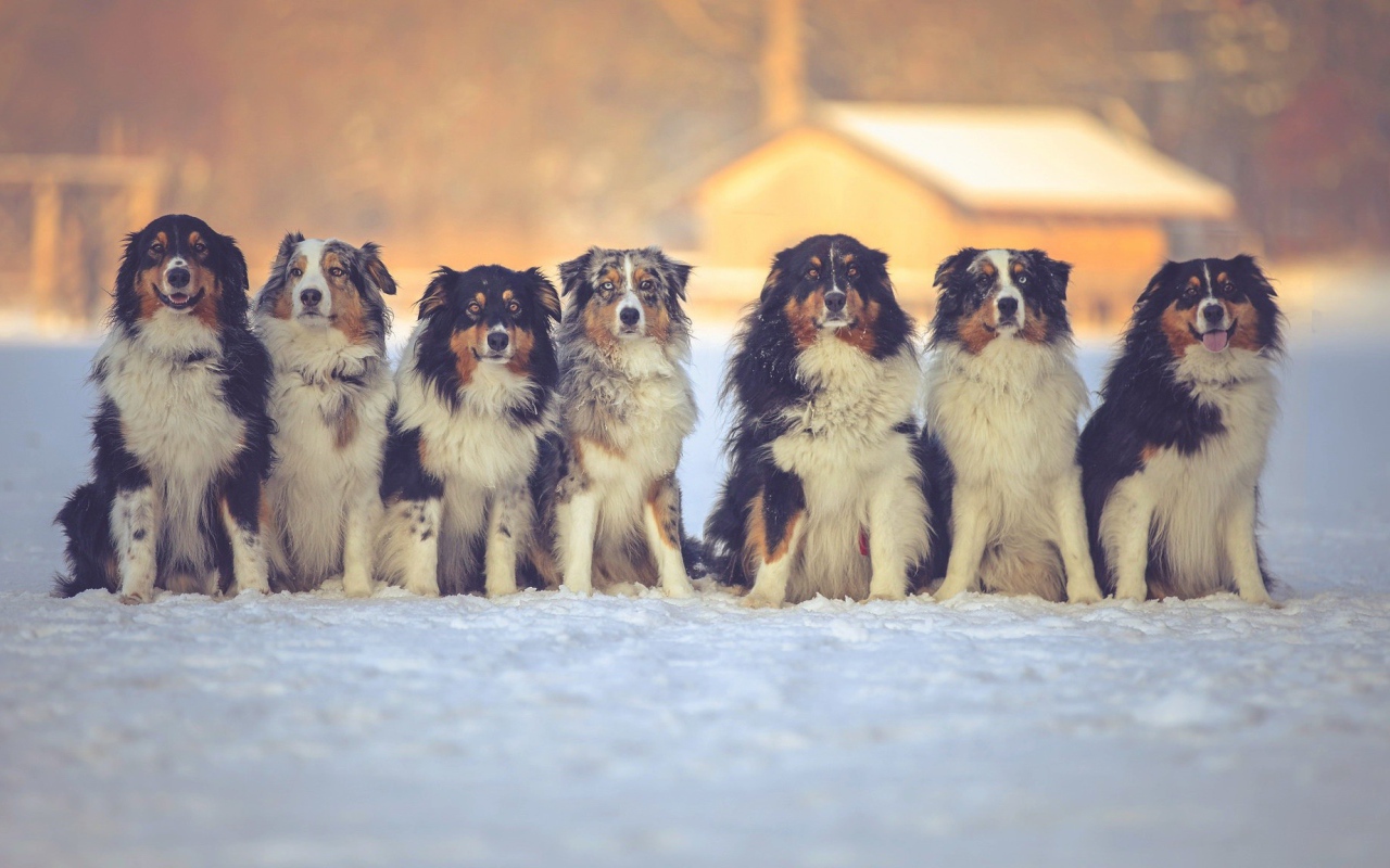 Собаки породы английская овчарка на снегу 