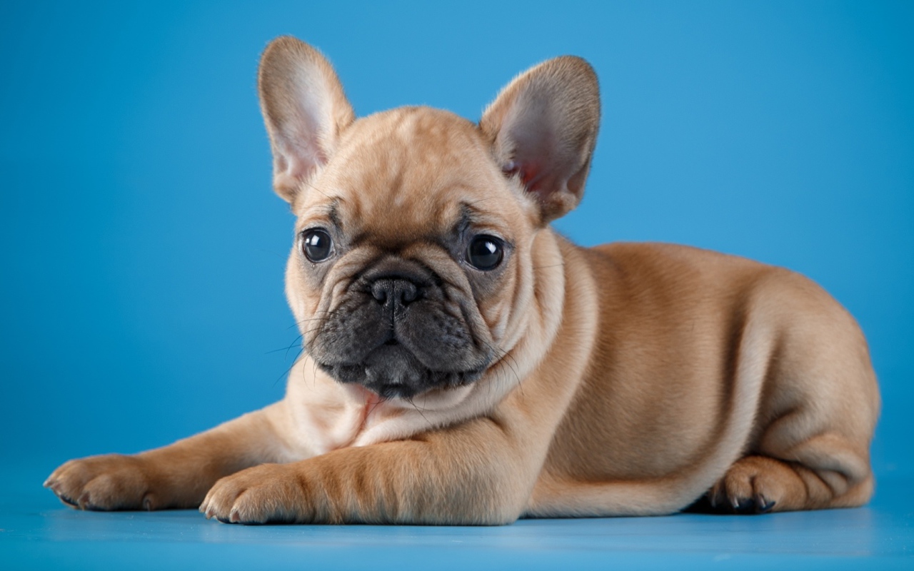 Little puppy of a French bulldog on a blue background