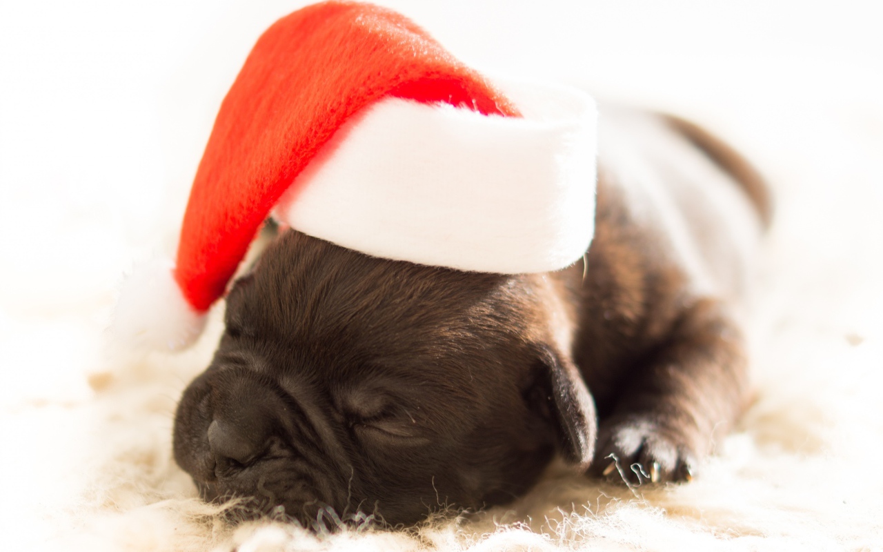 Новорожденный щенок в шапке Деда Мороза на новый 2018 год собаки