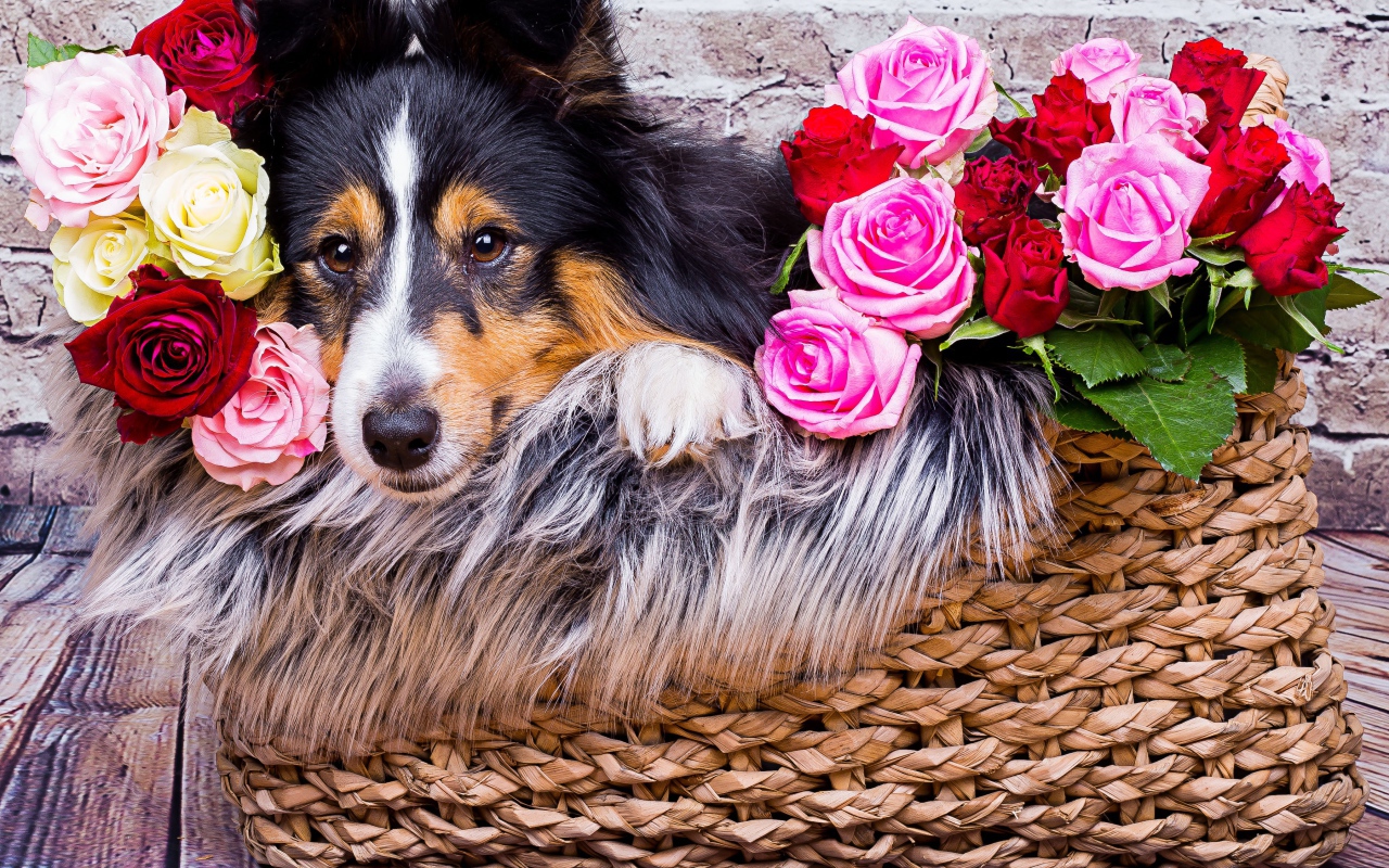 Собака породы Шелти лежит в корзине с розами 