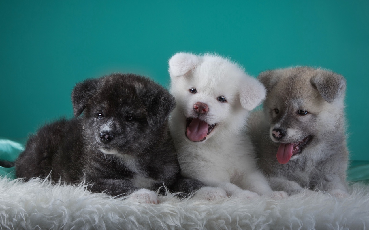 Три забавных щенка Акита-ину на зеленом фоне