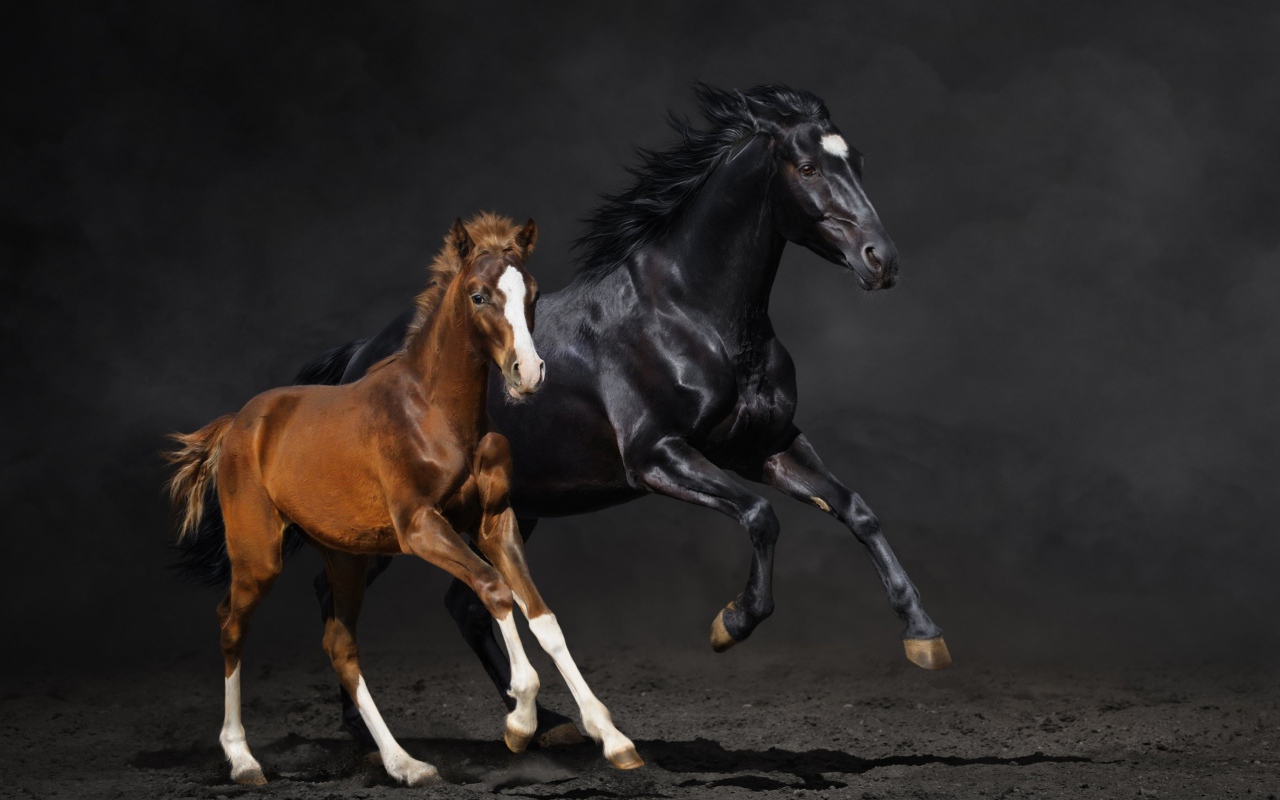 Две бегущие лошади 